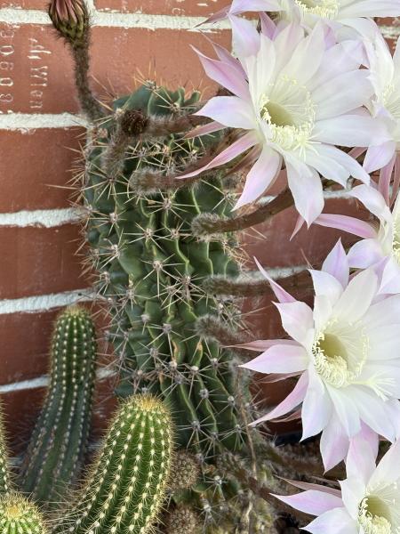 Echinopsis Hybr. lila